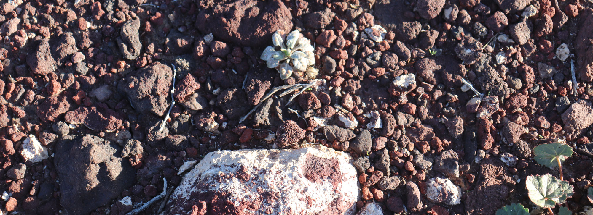 desert floor