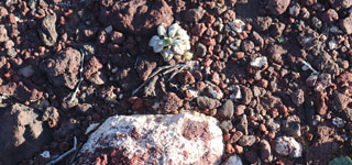 Concept image for Desert Carbon study