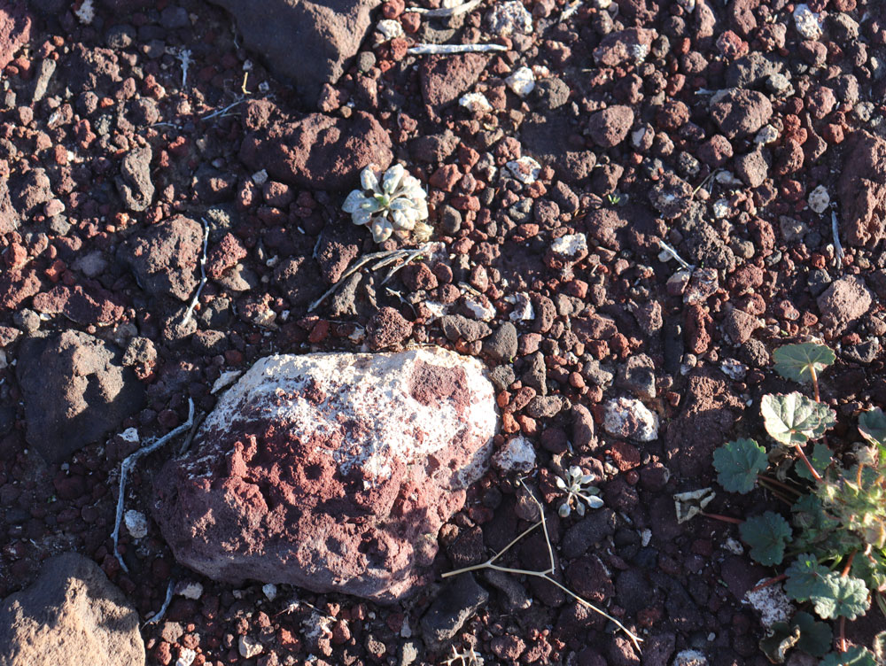 desert floor